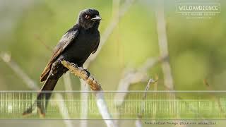 Fork tailed Drongo Call &amp; Sounds