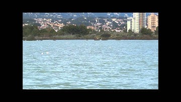 Wild Flamingos in the middle of the town, Calp, Spain