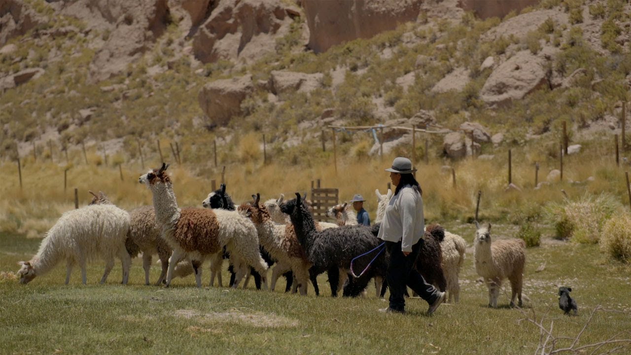 Custodias: Ximena Anza. Ganadería camélida altoandina y paisaje cultural en la quebrada de Caspana.