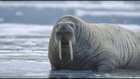 Морж - Walrus (Энциклопедия животных)
