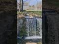 The tiger is sitting on the Waterfall.#shortvideo #shortsviral #wildlife #park #foryou