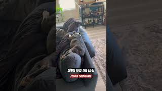 Louie’s 🐕 week in a nutshell #dog #shorts #sleep #lazy