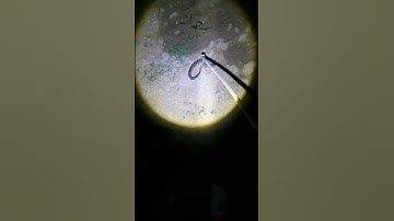 Catching snake at night 🐍🐍#Shorts
