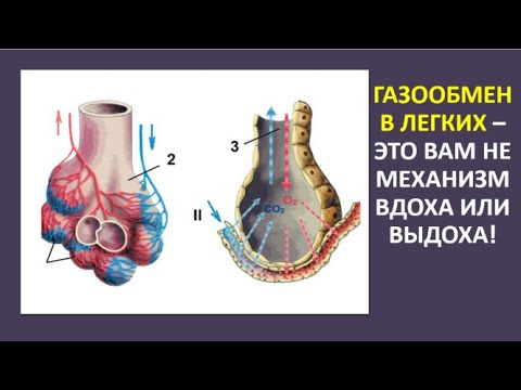 5.1 Газообмен в