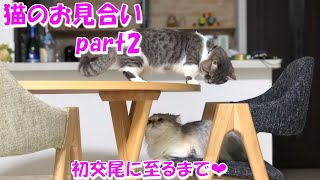 【猫のお見合い】ちくわ、再びお見合いへ、ついに交尾成功なるか！？～ちくわ恋物語　 part2～ by チクchannel 72,491 views 3 years ago 4 minutes, 49 seconds