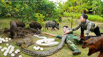 Harvest 1000+ Okra Pods - Giant Python and Albino Python Surround Piglets! Dramatic Rescue! 🐍🐗