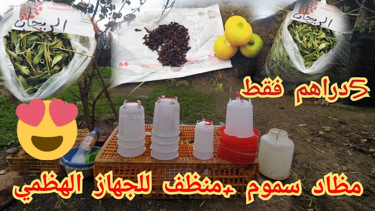 تربية الدواجن: طريقة صنع مضاد السموم ومنظف للجهاز الهضمي للدجاج بالاعشاب *الحامض+ القرنفل+الريحان*