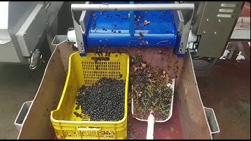 Dionysos: optical sorter for grapes | RAYTEC VISION SpA