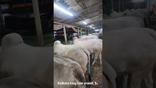 KHAN DAIRY FARM BIGGEST COW COLLECTION FOR 2024 golbari kolkatacow2024 collection2024 cow2024