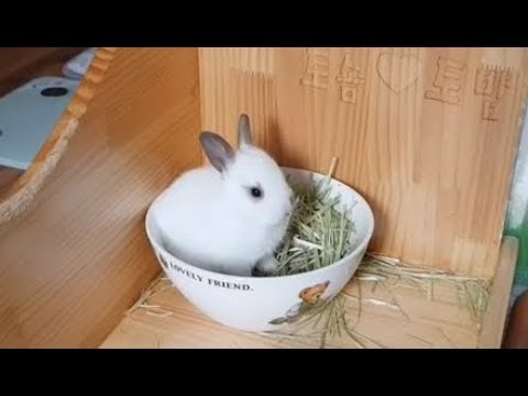 심쿵) 귀여운 아기 토끼들의 재롱( Cute Baby Rabbits Rejoice) - Youtube