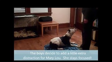 Training - "Go to bed"