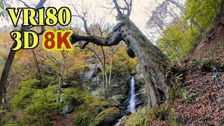 [ 8K 3D VR180 ] 秋の大除沢不動滝と巨樹のトチノキ（埼玉県秩父市）Chichibu Ohyokesawa-Fudo- falls in auntumn, Saitama,Japan