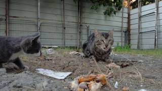 打猫 Драка котов🐈Рысь-кот бьёт котят 大野猫击败小猫 Big wild cat beats kittens 싸우는 고양이 大きな野生の猫が子猫を打つ 打猫 Драка котов🐈Рысь-кот бьёт котят 大野猫击败小猫 Big wild cat beats kittens 싸우는 고양이 大きな野生の猫が子猫を打つ