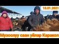 Саан музоолуу уйлар КАРАКОЛ МАЛБАЗАР 10-январь 2021