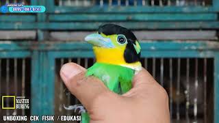 DILUAR NALAR !! SRIGUNTING ABU CUMA 50 RIBUAN NURI DORA 350 RIBUAN DI PASAR BURUNG PRAMUKA 
