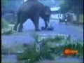 Elephant s attack
