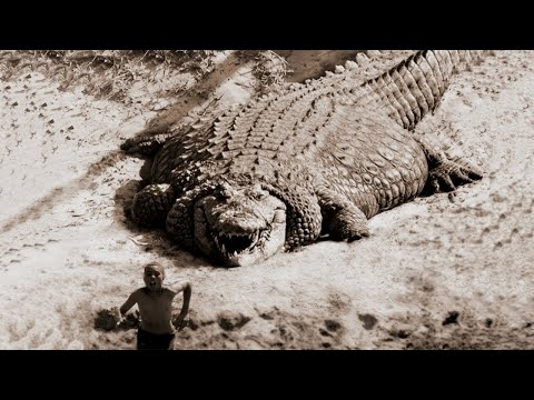 Вопрос: Что никогда не делают крокодилы?