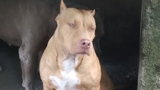 Red Nose Pitbull Terrier