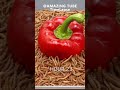 10.000 Worms VS Bell Pepper