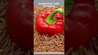 10.000 Worms Vs Bell Pepper