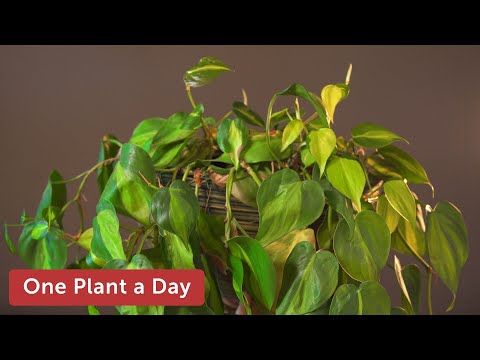 Video: Bolehkah philodendron hederaceum tumbuh di dalam air?