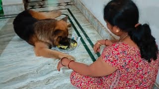 German shepherd scoobyr lunch Kara#German shepherd#dogslife#dogs lover#viral#video#youtube#dogs