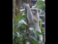 Koala therapy demonstration