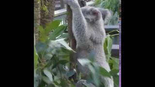 Koala therapy demonstration