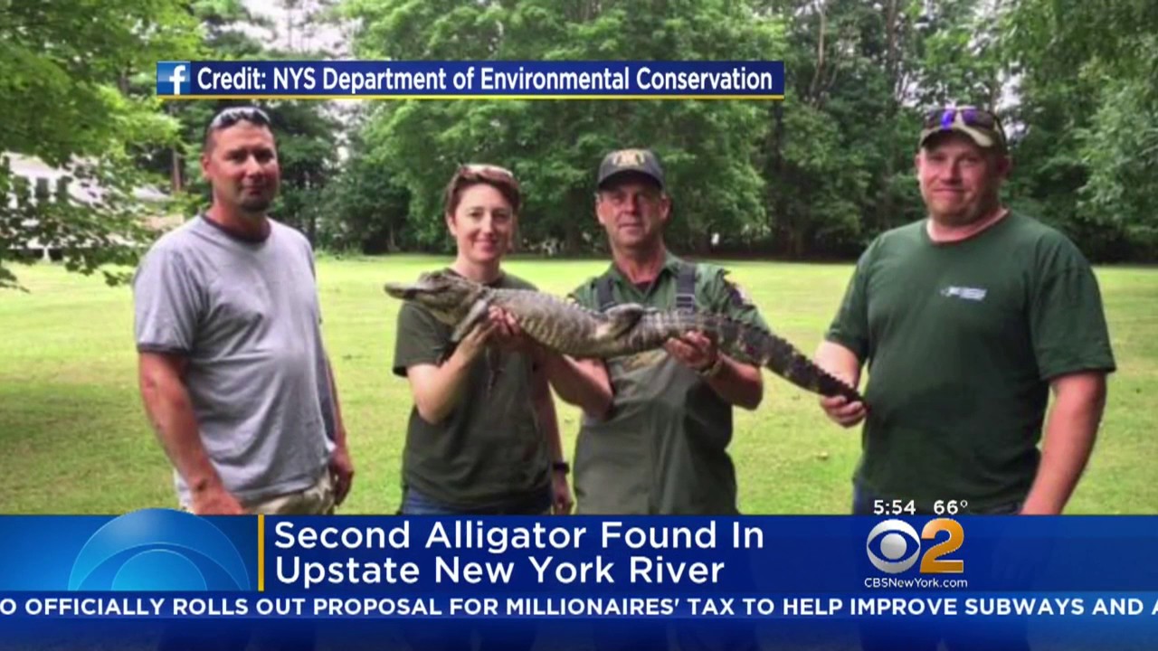 Second Alligator Found In Upstate New York River