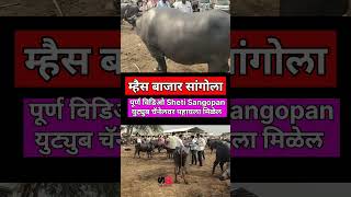 म्हैस बाजार सांगोला #शेतकरी #viral #shortsvideo #farming #dairy #buffalo #shorts #bazar #भैस #बाजार