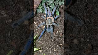 Cyriopagopus Lividus Cobalt Blue