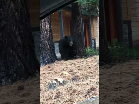 JEFF GOT OUT OF THE BACKYARD AGAIN blackbear bear laketahoe wildlife funny fail viral animal by Murph's Dad