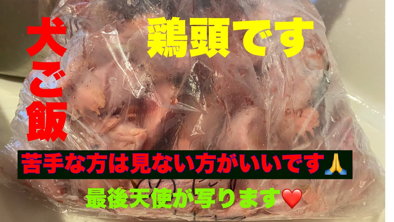 大型犬多頭飼いのご飯 鶏頭4キロ グロいです 苦手な方はご遠慮下さい 最後 可愛い可愛い子が写ります Youtube 大型犬多頭飼いのご飯 鶏頭4キロ グロいです 苦手な方はご遠慮下さい 最後 可愛い可愛い子が写ります Youtube
