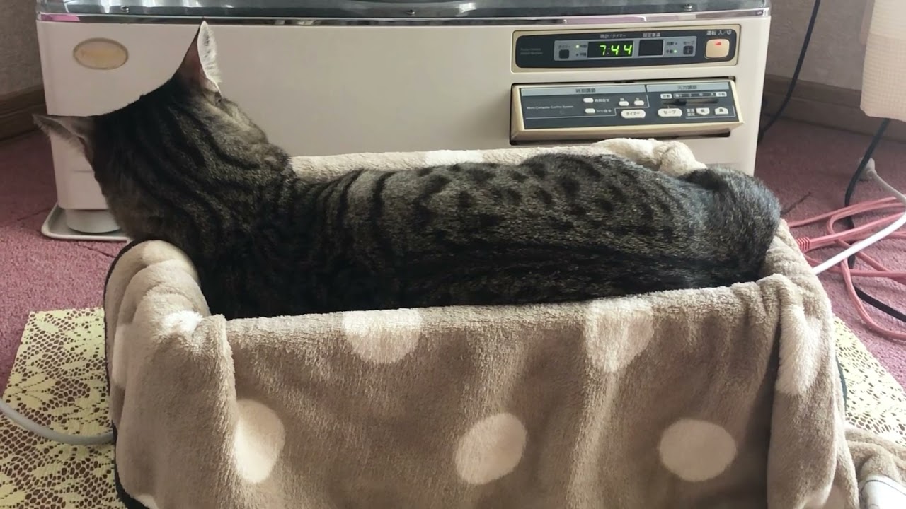 猫の名前は和風でキメ おしゃれ 武将風 ランキングも紹介 猫って想像以上に 愛 でした 猫の名前は和風でキメ おしゃれ 武将風 ランキングも紹介 猫って想像以上に 愛 でした