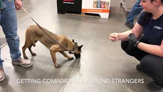 Mack  5 month Belgian Malinois