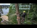 Fun Uprooting Fir Removal! Tree falls halfway over and gets stuck!