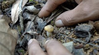 México mágico: la cuna de los hongos alucinógenos rechaza el turismo psicodélico • FRANCE 24