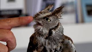 All about the Eastern Screech Owl with DPNC