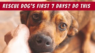 20 Pro Tips for a Successful First Week with Your New Rescue Dog