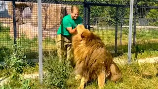 Только Олег Зубков может оградить меня от ПРИСТАЛЬНОГО ВНИМАНИЯ этого льва! Вожак львов идет к дамам