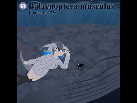 Drawing Blue Whale Kemono Friends Youtube Drawing Blue Whale Kemono Friends Youtube