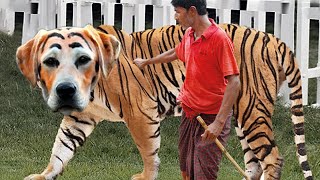 20 Rarest Dog in the World You won't Believe Exist