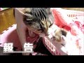 子猫赤ちゃん保護 はなちゃんと寧々の思い出を永遠に