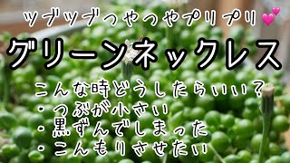 【多肉植物・グリーンネックレス、こんな時どうしたらいいの？！】粒が小さい、葉が黒ずんできた、こんもりさせたい・・・　可愛くて寄せ植えにも大活躍のグリネをいっぱい増やしましょう！