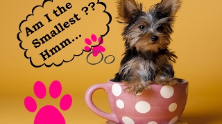 TOP 10 SMALLEST DOGS IN THE WORLD !!!