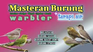 Masteran Burung Warbler