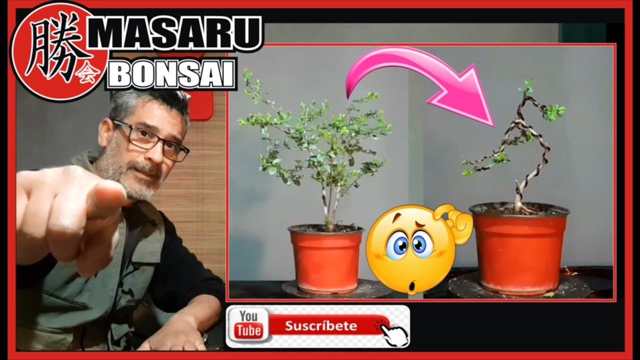 ⚠COMO EMPEZAR UN BONSAI⚠ DESDE CERO ✔ALAMBRADO✔ PODA Y DISEÑO!!!