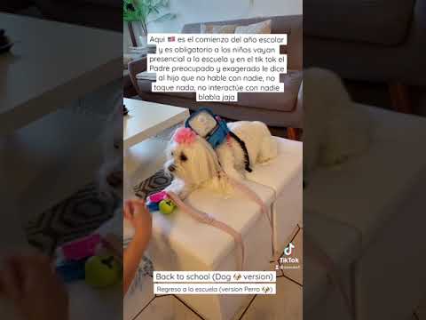 Video: El Efecto Que Tiene El Regreso A Clases En Los Perros De La Familia