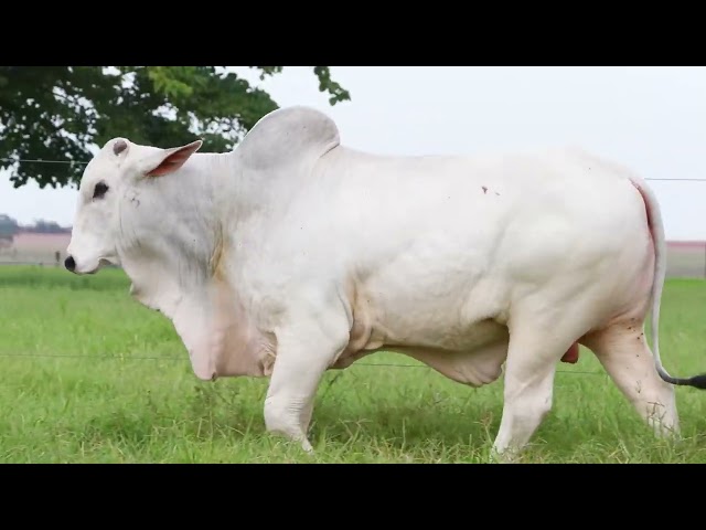 Lote 43   Leilão Trio Bonsucesso   Etapa Touros