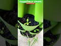 GreenStalk Planter Update || Zone 7B || Gardening || Shorts #55 || Steffanie’s Journey